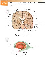 Sobotta Atlas of Human Anatomy  Head,Neck,Upper Limb Volume1 2006, page 301